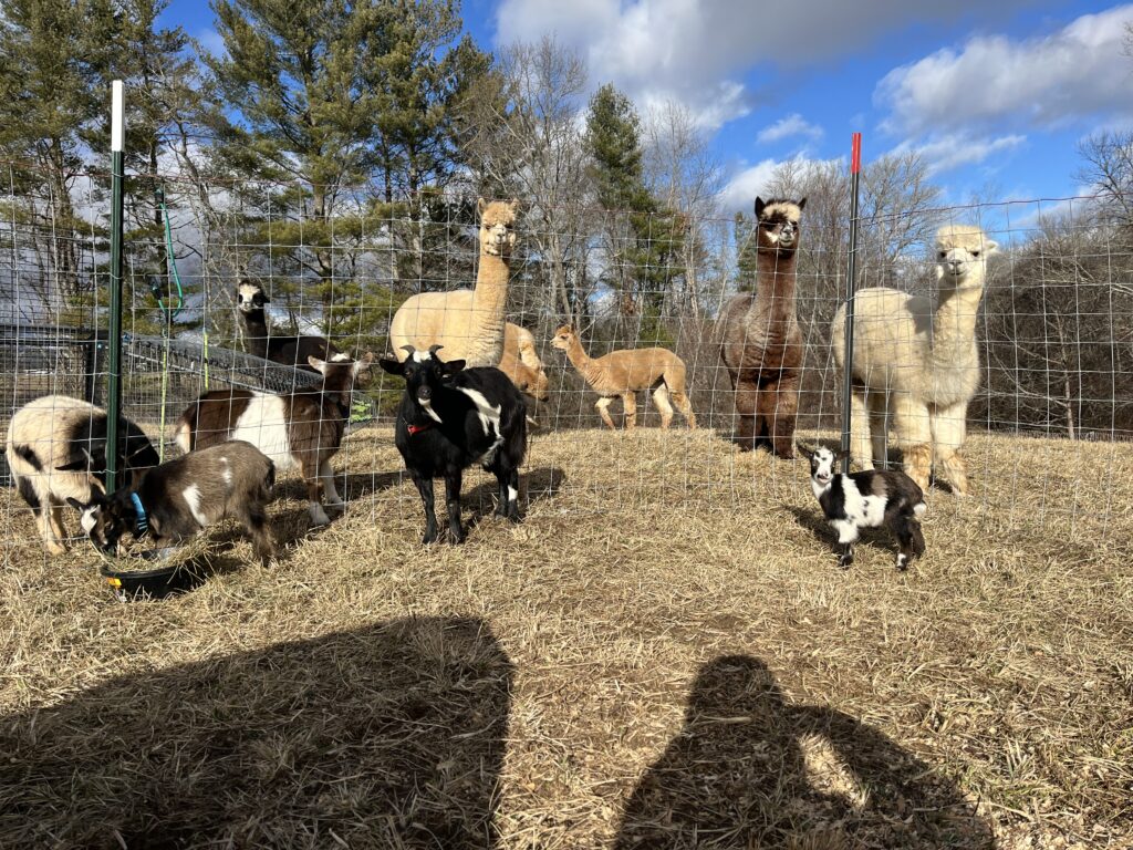 Original image from Crazy Ladies Farm